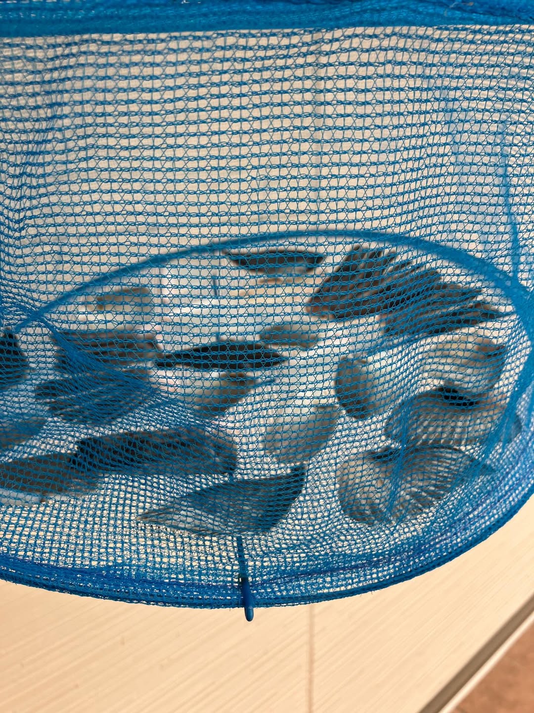 天日干しヒレで作るヒレ酒